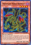 Predaplant Moray Nepenthes (FUEN-EN007) [FUEN]