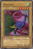 Peacock (MRL-011) [MRL-EN]