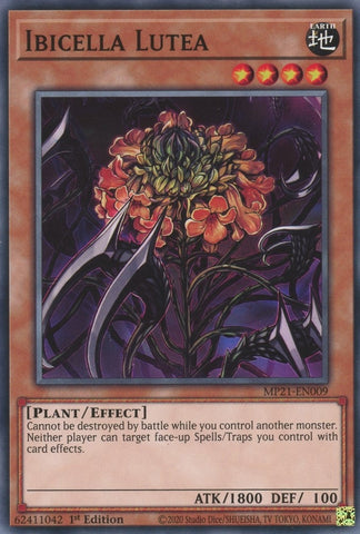 Ibicella Lutea (MP21-EN009) [MP21]