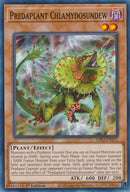 Predaplant Chlamydosundew (LDS3-EN071) [LDS3]