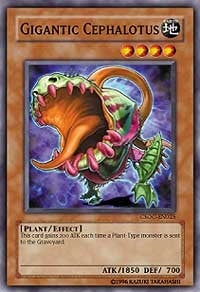 Gigantic Cephalotus (CSOC-EN025) [CSOC]