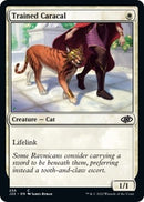 Trained Caracal (256) [J22]