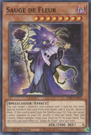 Sauge de Fleur (SDBT-EN016) [SDBT]