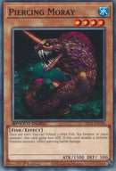 Piercing Moray (SBC1-ENC06) [SBC1]
