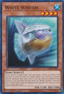 white sunfish (PHNI-EN006) [PHNI]
