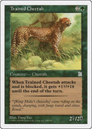 Trained Cheetah (155) [PTK]